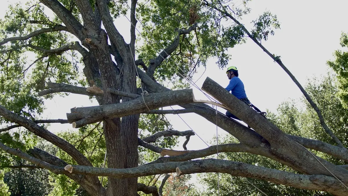 Professional Crown Thinning performed by certified arborists in Cherry Fork